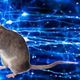 Illustration for article titled Virus + blue light = chronic pain relief?